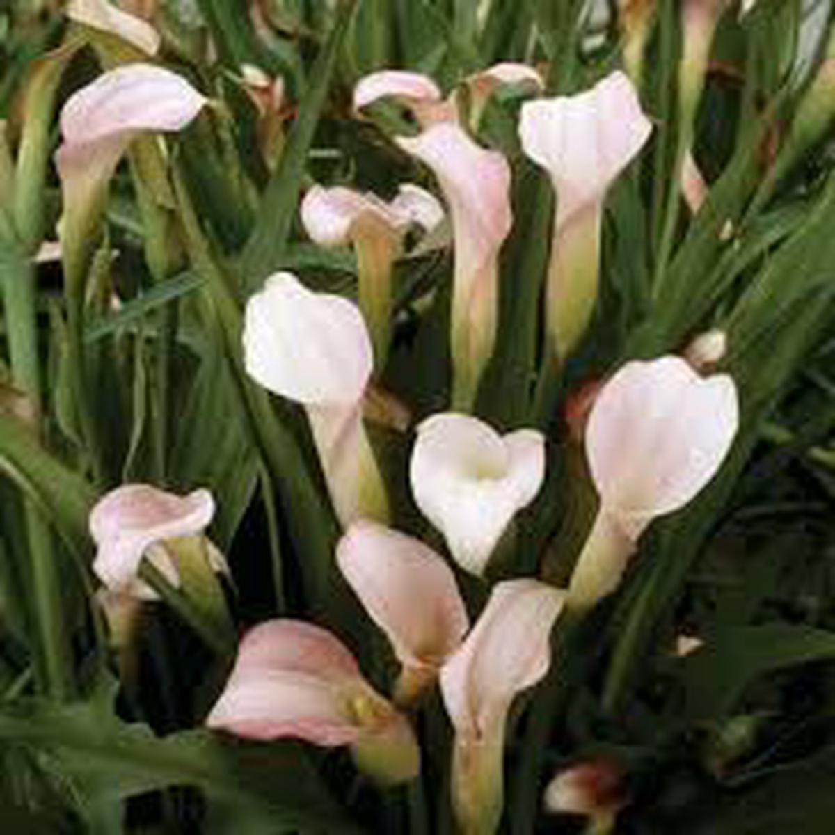 Heirloom Zantedeschia Aethiopica Flower Seeds Non-GMO, Fragrant Organic Garden Seeds for Planting
