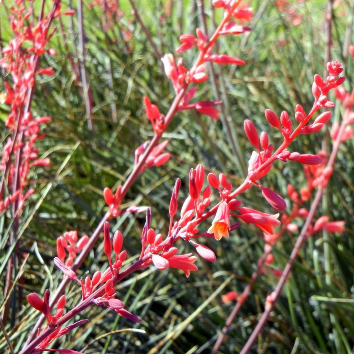 Hesperaloe parviflora (Red Yucca) Flower Seeds for Planting Heirloom, Non-GMO, Drought-Tolerant, Perennial