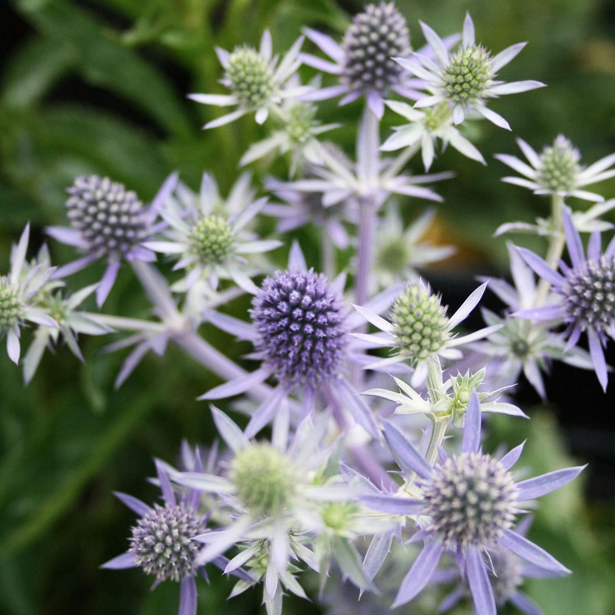Hobbit Sea Holly Eryngium Flower Seeds for Planting  Unique Spiky Blooms