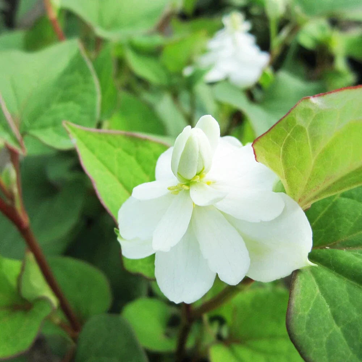 Houttuynia Flower Seeds for Planting Perfect for Borders Heirloom Non-GMO High Germination Organic Garden Seeds