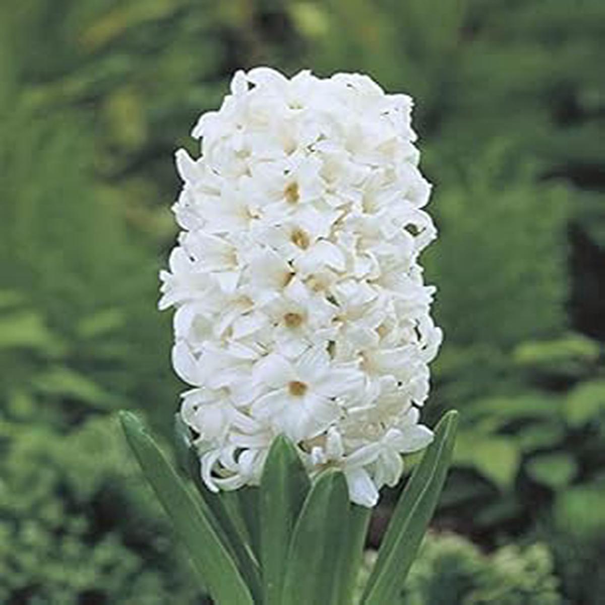 Hyacinthus Orientalis Flower Seeds for Planting  Low Maintenance, Heirloom, Non-GMO Seeds for Home Garden