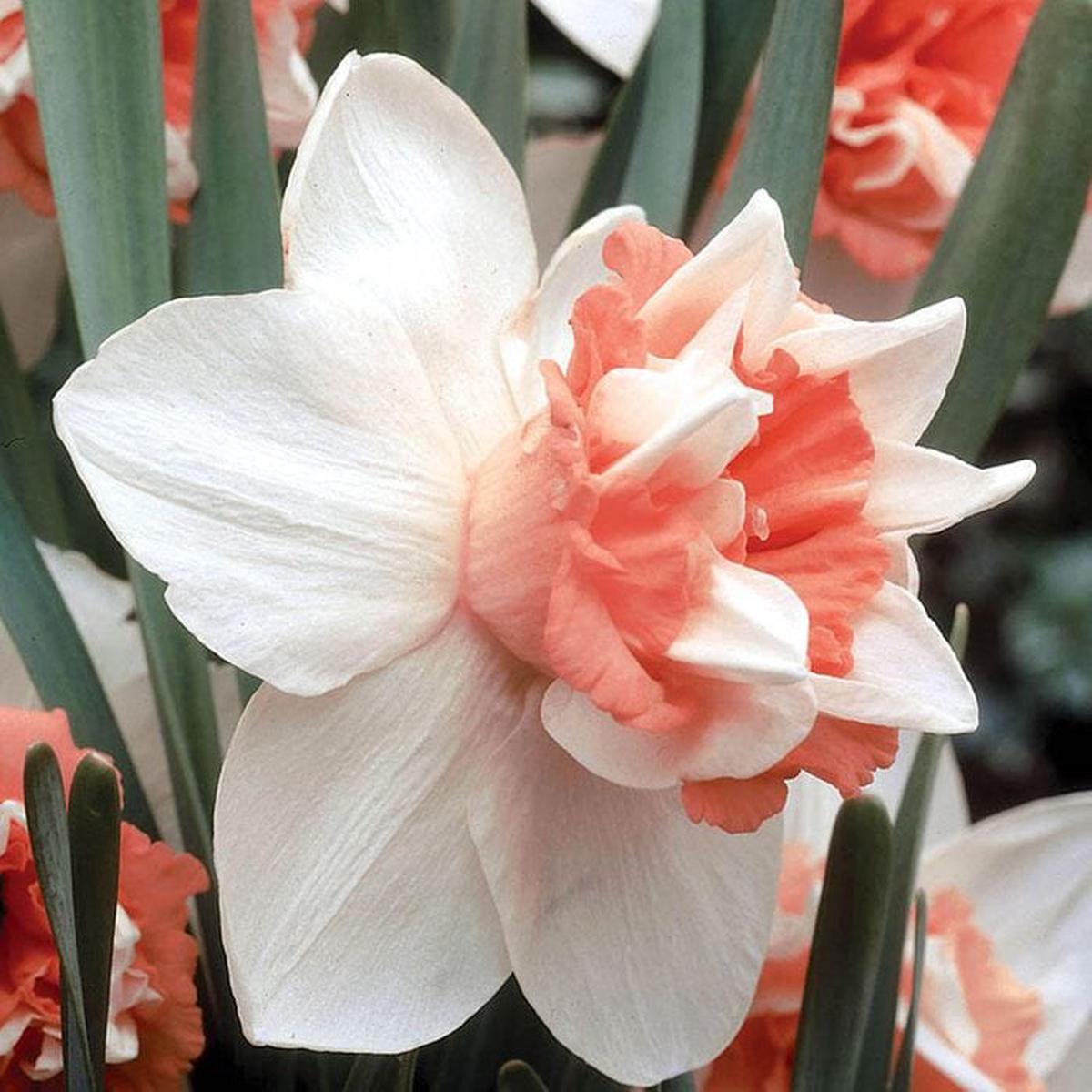 Light Yellow Red Double Petals Pink Daffodil Seeds for Planting  Fragrant Blossoms, Heirloom, Non-GMO, High Germination Organic Garden Seeds
