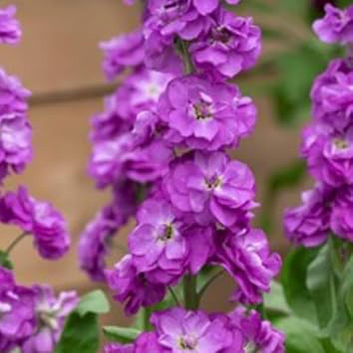 Matthiola Incana Seeds in Purple Heirloom Non-GMO Organic Garden Seeds | High Germination Seeds for Planting