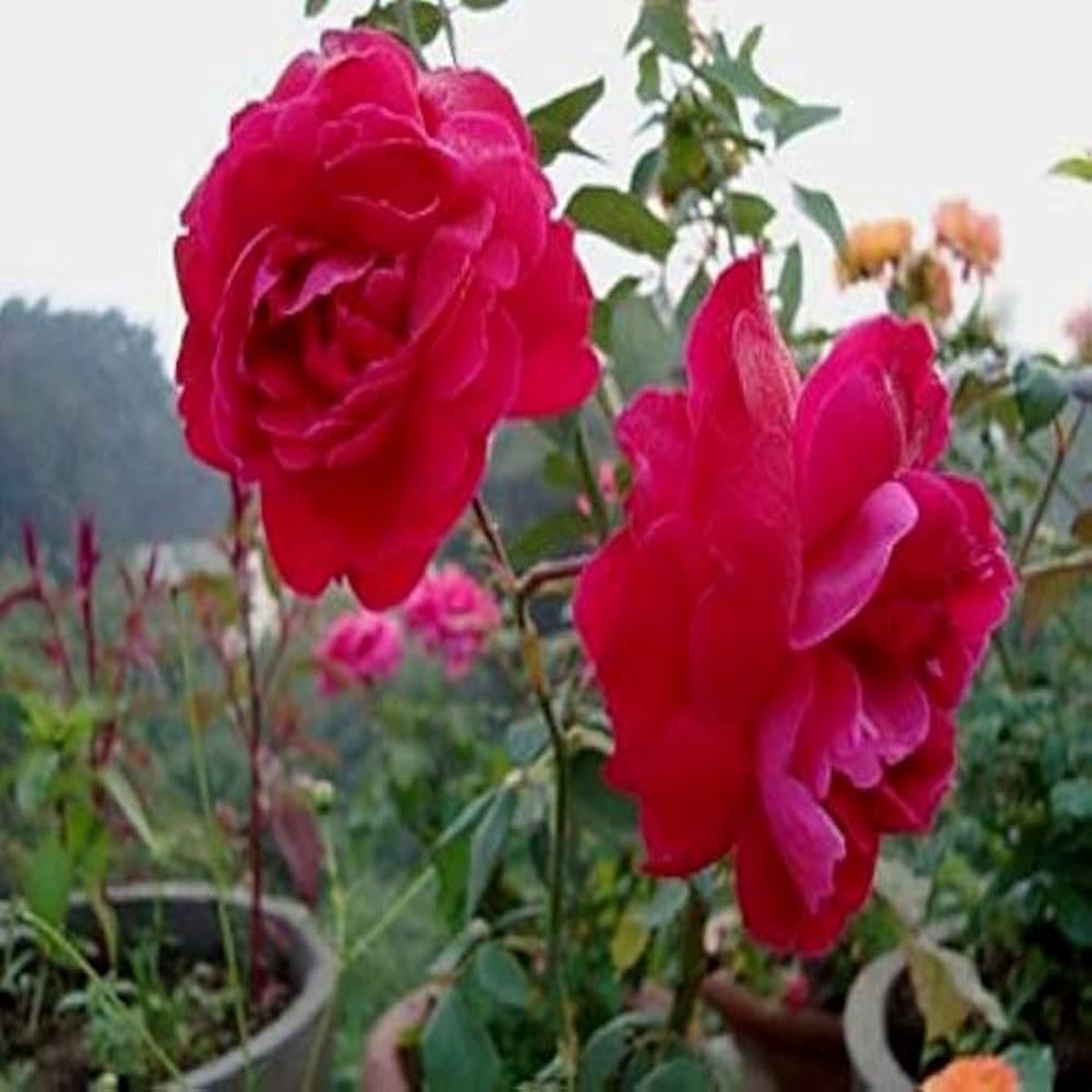 Mini Rose Seeds Seeds, Mix Colors