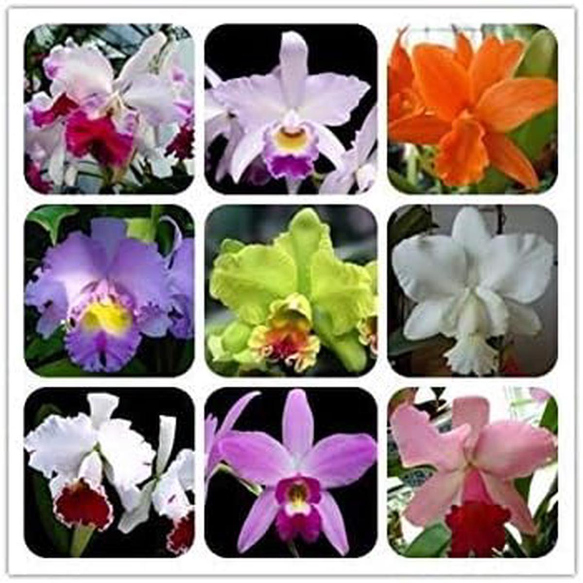 Mixed Cattleya Flower Seeds for Planting Heirloom Non-GMO Organic Garden Seeds, High Germination