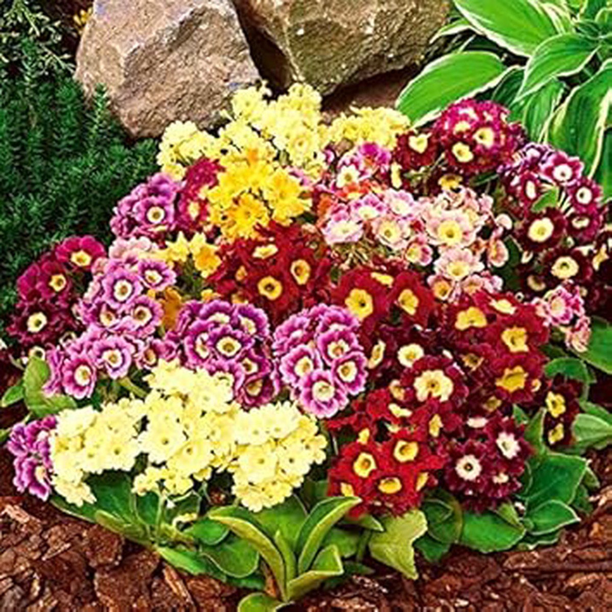 Mixed Color Primula Seeds for Planting Organic, Heirloom, Non-GMO, High Germination Garden Flower Seeds
