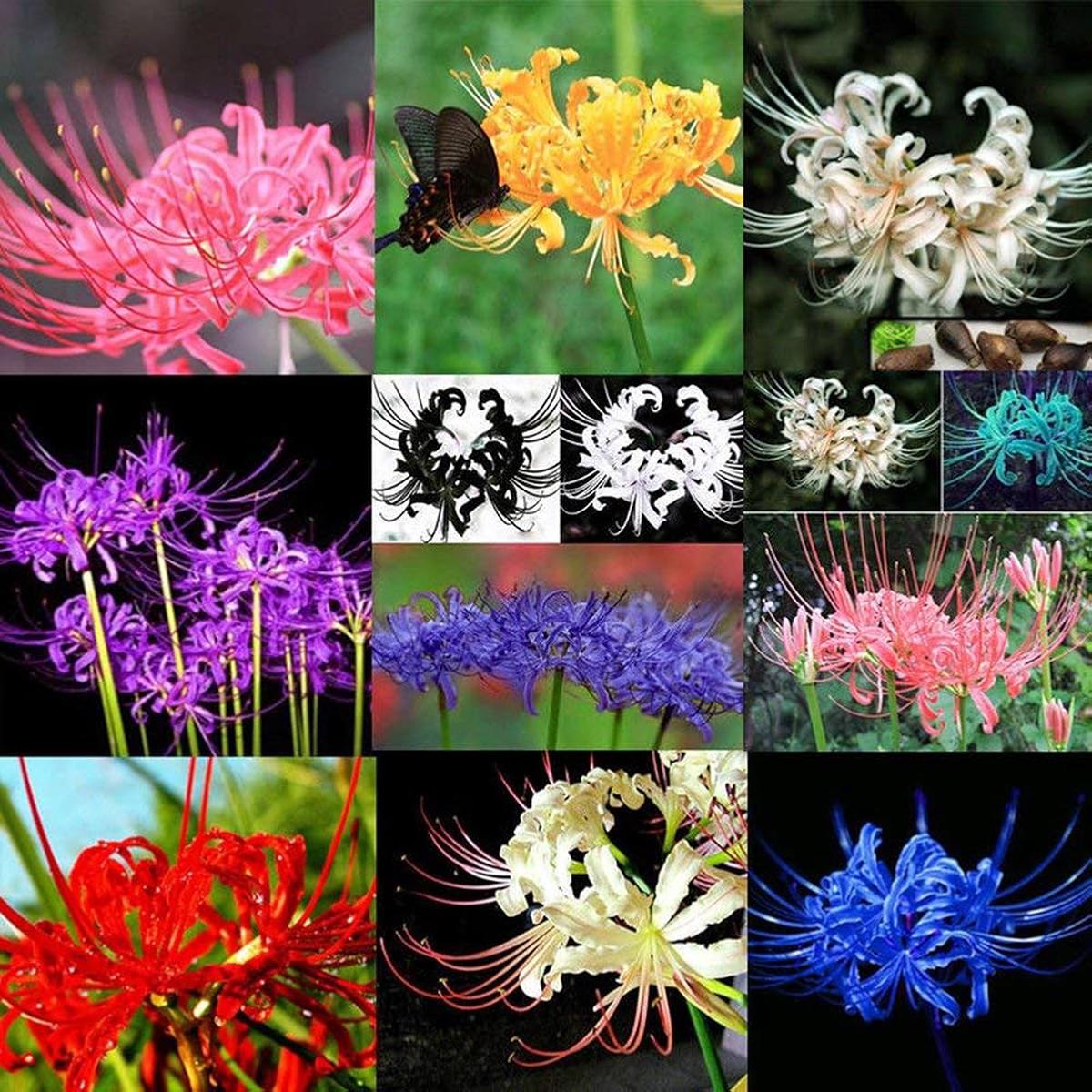 Mixed Higanbana Flower Seeds for Planting Heirloom, Non-GMO, Drought Tolerant, High Germination