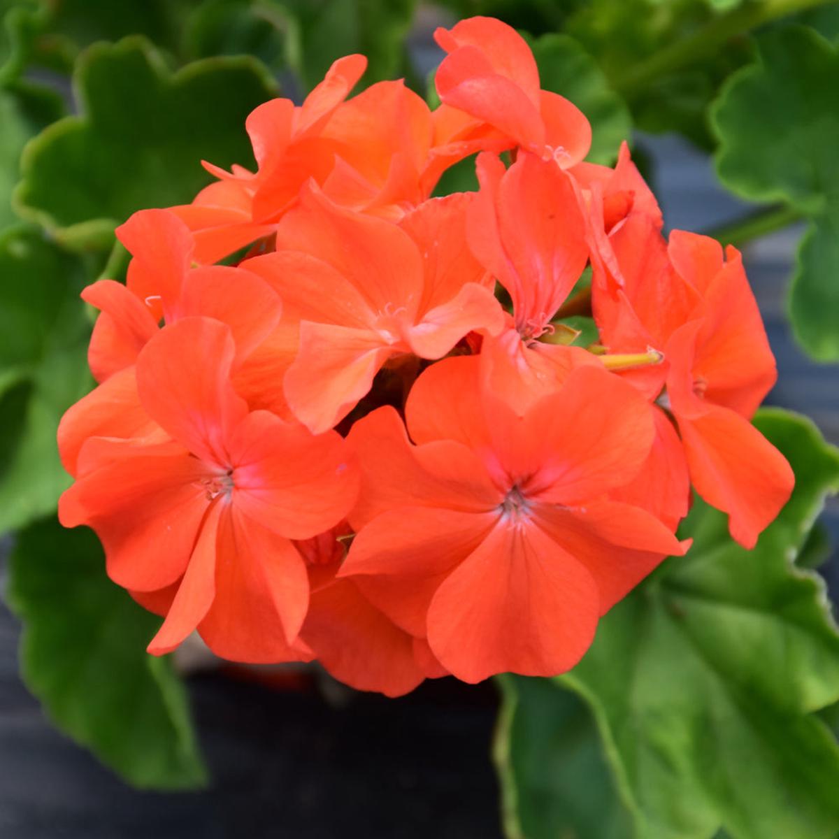 Orange Geranium Flower Seeds for Planting Heirloom, Non-GMO, High Germination Organic Garden Seeds