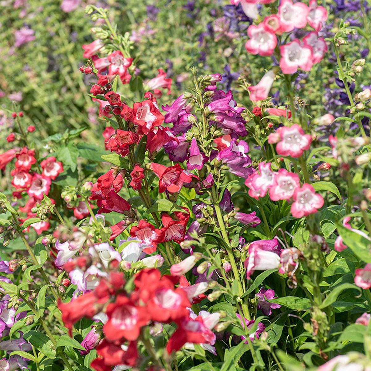 Organic Heirloom Non-GMO Mix Penstemon Barbatus Seeds for Planting Hummingbird Blooms