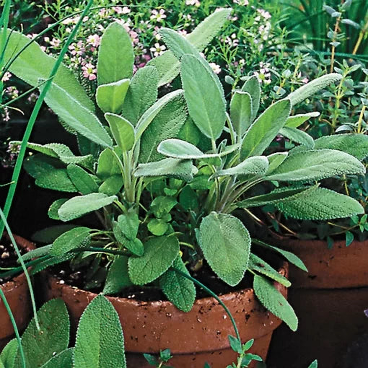 Organic Sage Herb Seeds | Kitchen Garden Medicinal Sage  Heirloom, Non-GMO, High Germination Organic Garden Seeds