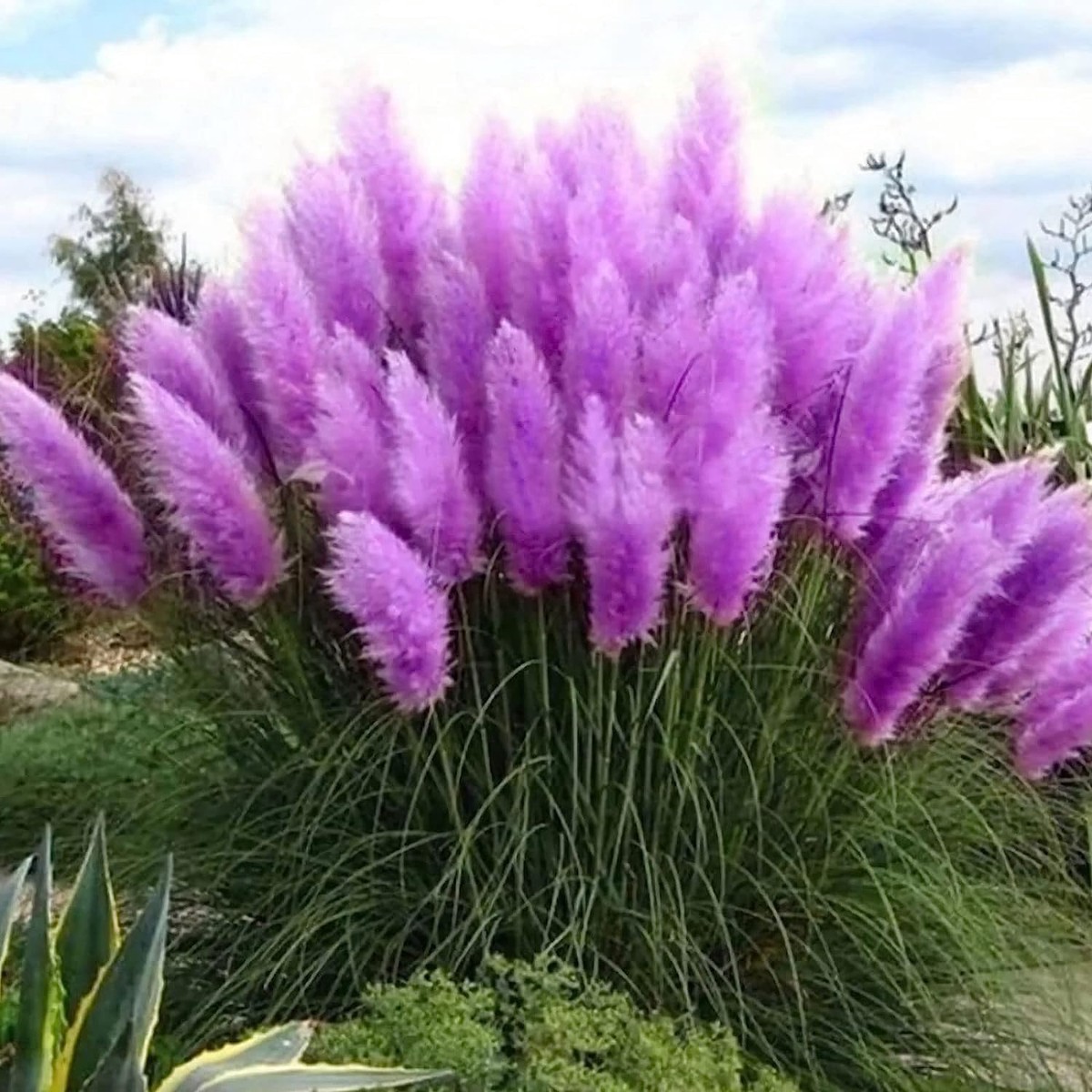 Ornamental Grass For Planting Various Species For Urban Garden And Home Garden Flower Seeds for