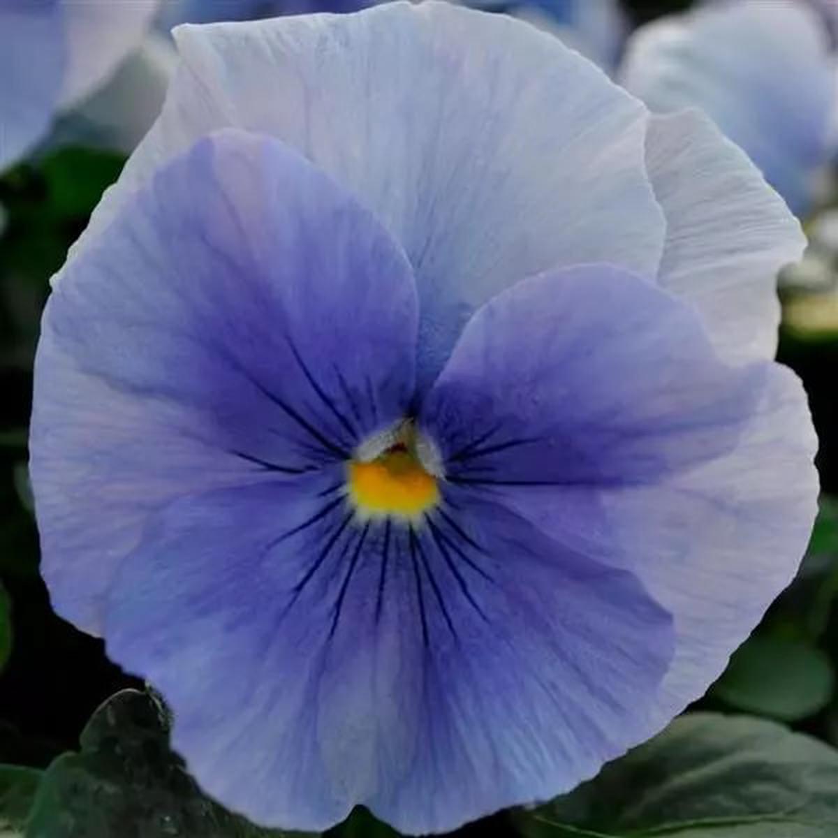 Pansy Flower Seeds for Planting Blue Mix Pollinator Friendly, Heirloom, Non-GMO, High Germination Organic Seeds