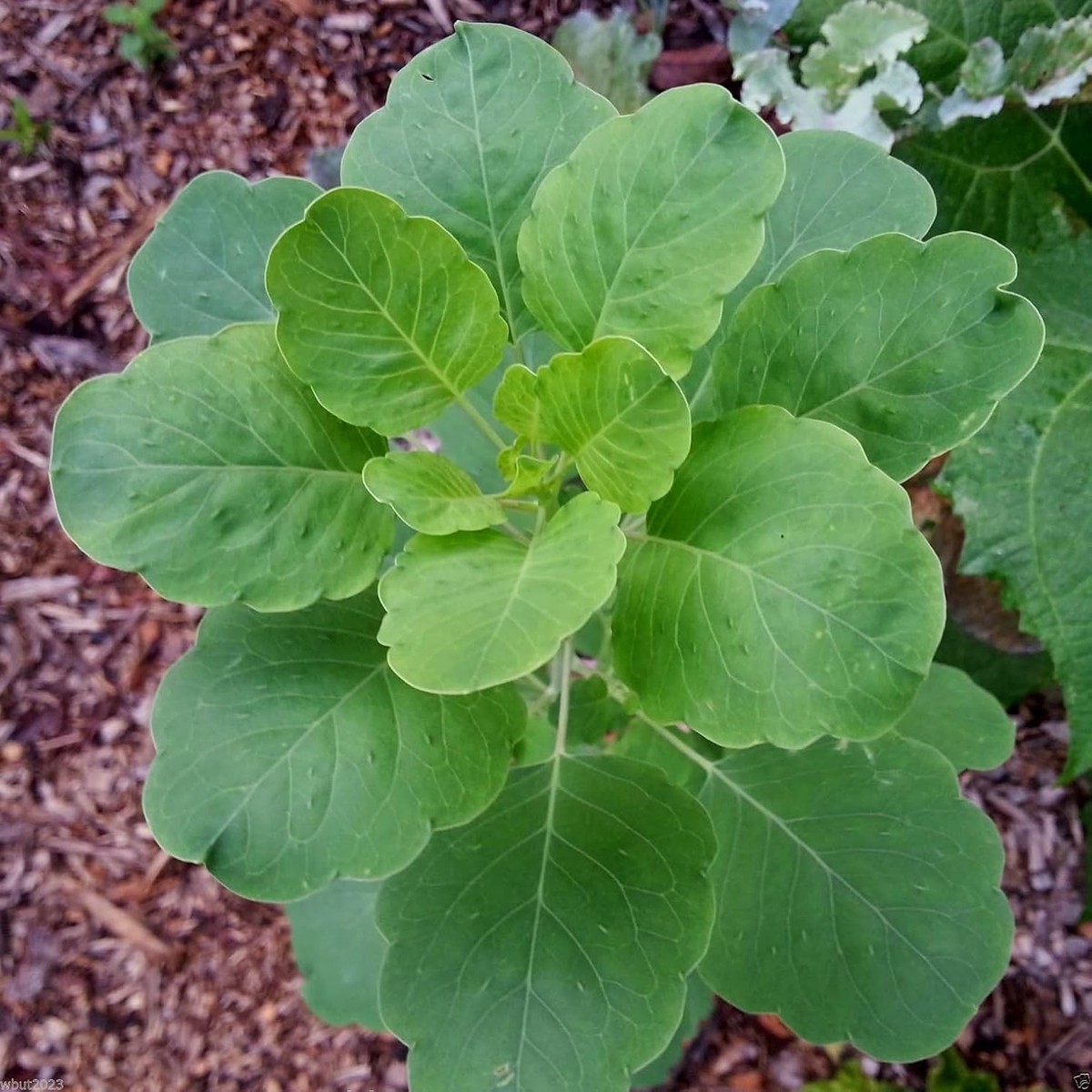 Papalo Plant Seeds for Planting  Non-GMO Heirloom Organic Garden Seeds, High Germination