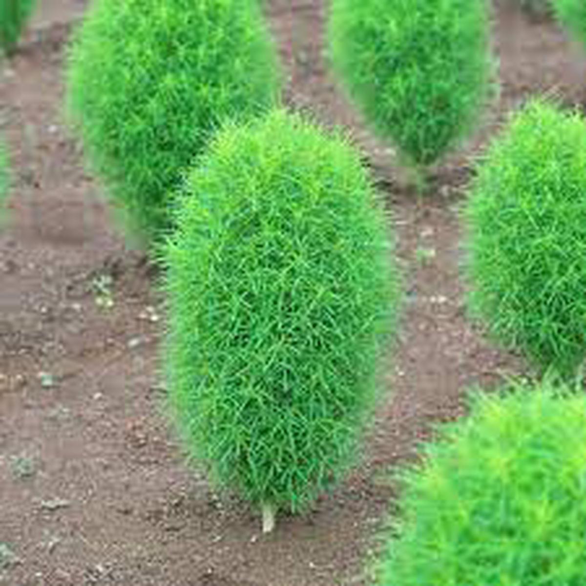 Perennial Grass Of Burning Bush Kochia Scoparia Mini Garden Farm Planters Flower Seeds Home