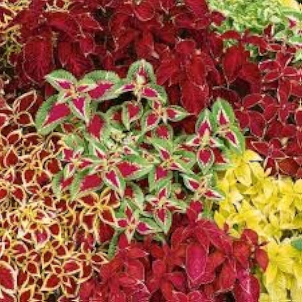 Pest Repelling Plant Set Planting Organic Garden Borders Flower Seeds Home Garden Planting,