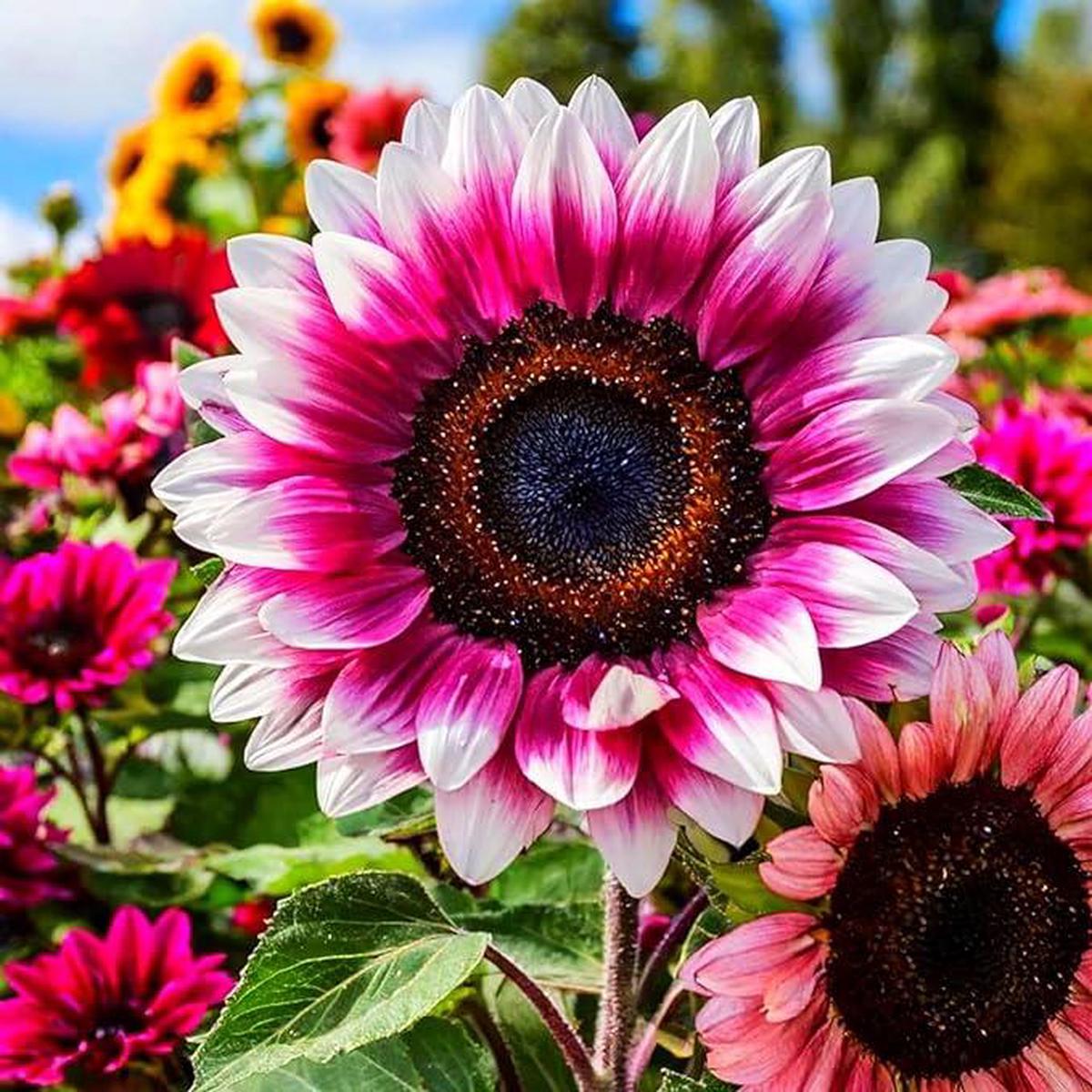 Pink and White Sunflower Flower Seeds for Planting Unique Bicolor Blooms for Your Garden