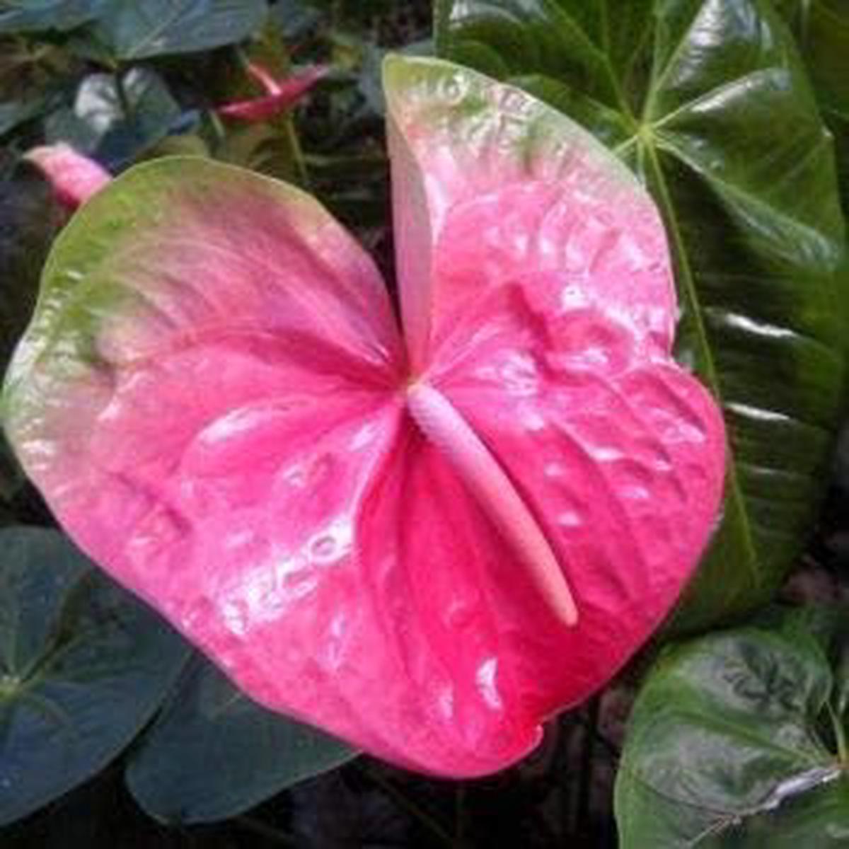 Pink Anthurium Linden Heirloom Non-GMO Seeds for Planting  High Germination Organic Garden Seeds for Elegant Blooms