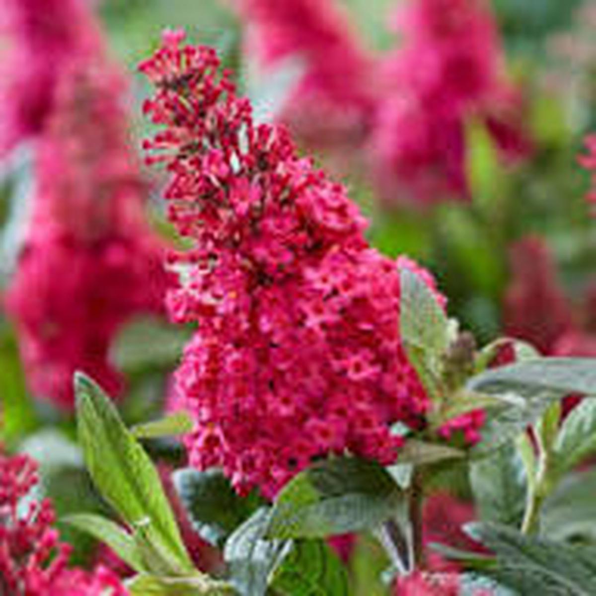 Pink Buddleia Davidii Flower Seeds for Planting - Colorful Display, Heirloom & Non-GMO Seeds for Home Garden
