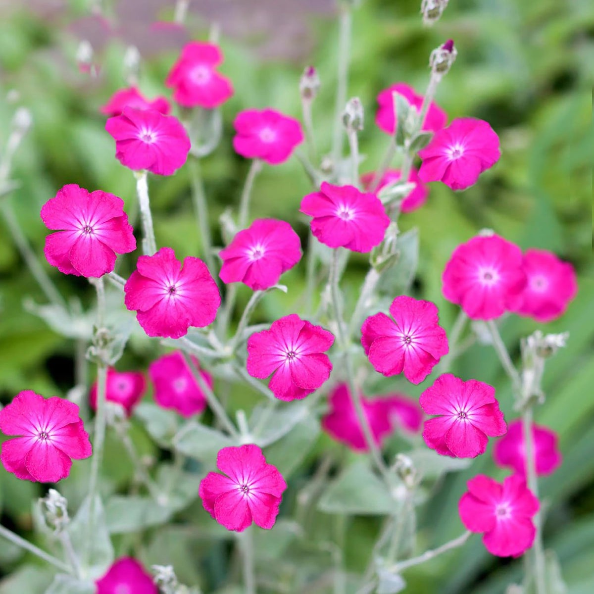 Pink Campion Flower seeds for Planting Perfect for Borders Heirloom & GMO Free Seeds for Home Garden Sale