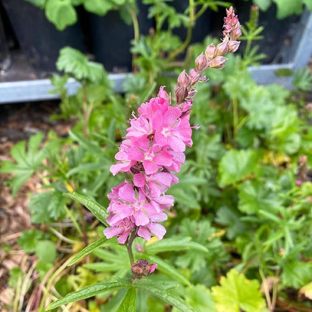 Pink Checkerbloom Flower Seeds for Planting Heirloom, Non-GMO, Cottage Garden Essential, High Germination