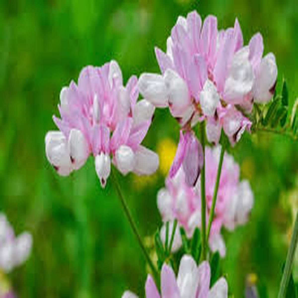 Pink Crownvetch Flower Seeds for Planting - Cottage Garden Essential, Heirloom, Non-GMO & High Germination Garden Seeds, 100pcs