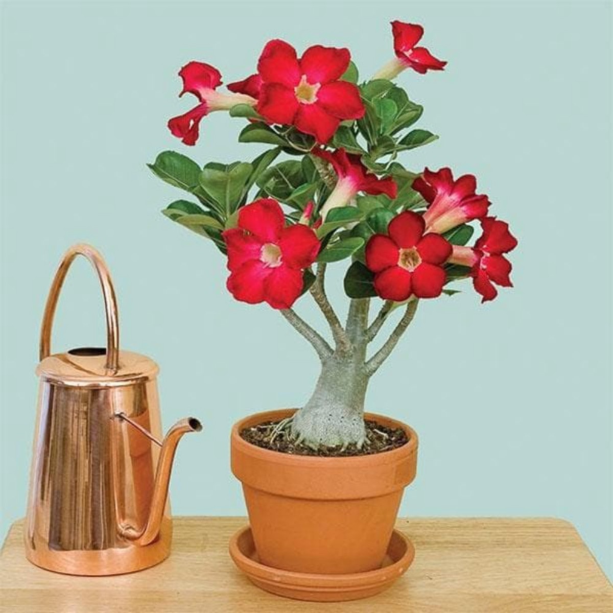 Pink Desert Rose Diamond Adenium Obesum Bonsai Plants Flower Seeds for Home Garden Planting, Exotic