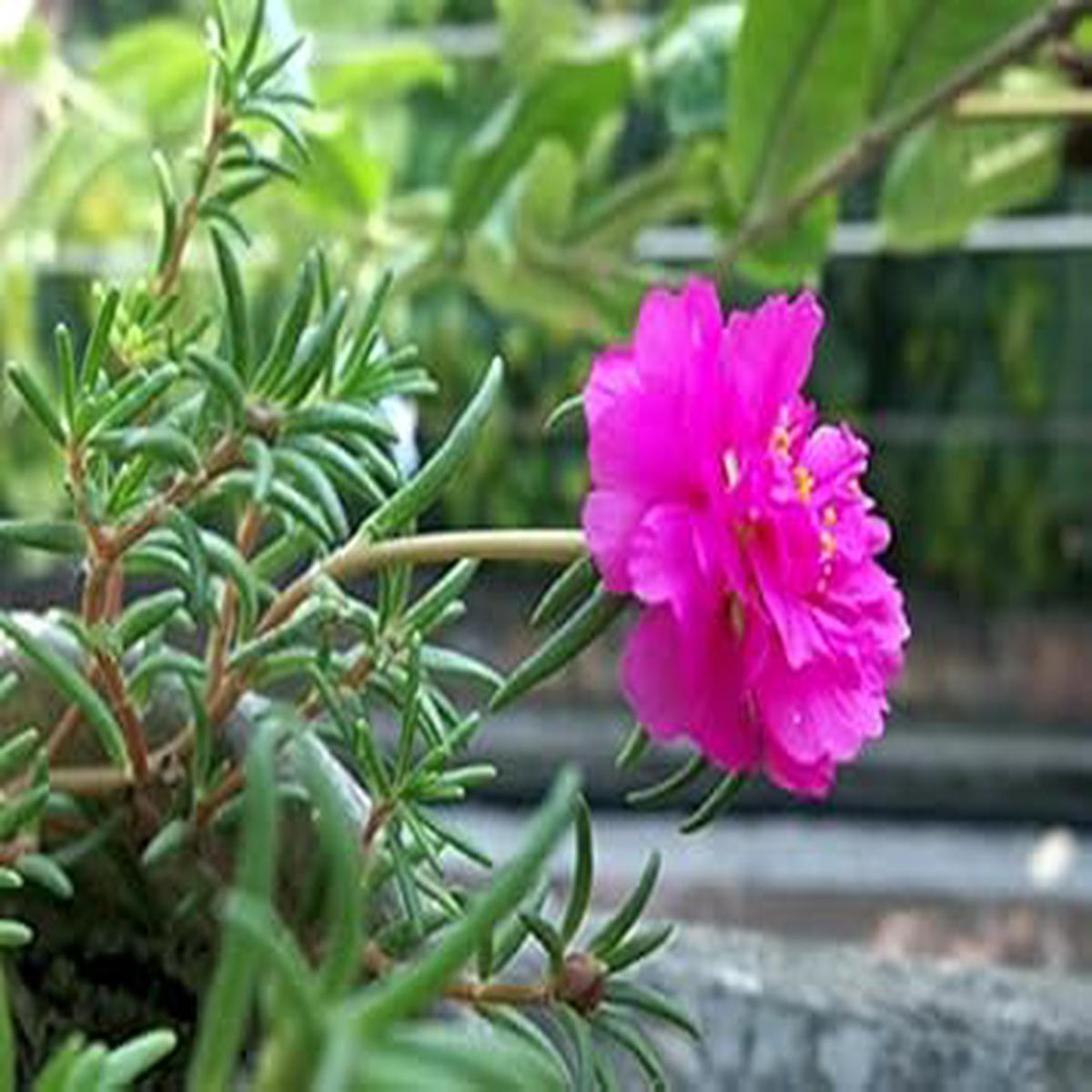 Pink Rose Flower Seeds for Planting Heirloom, Non-GMO, High Germination Organic Garden Seeds