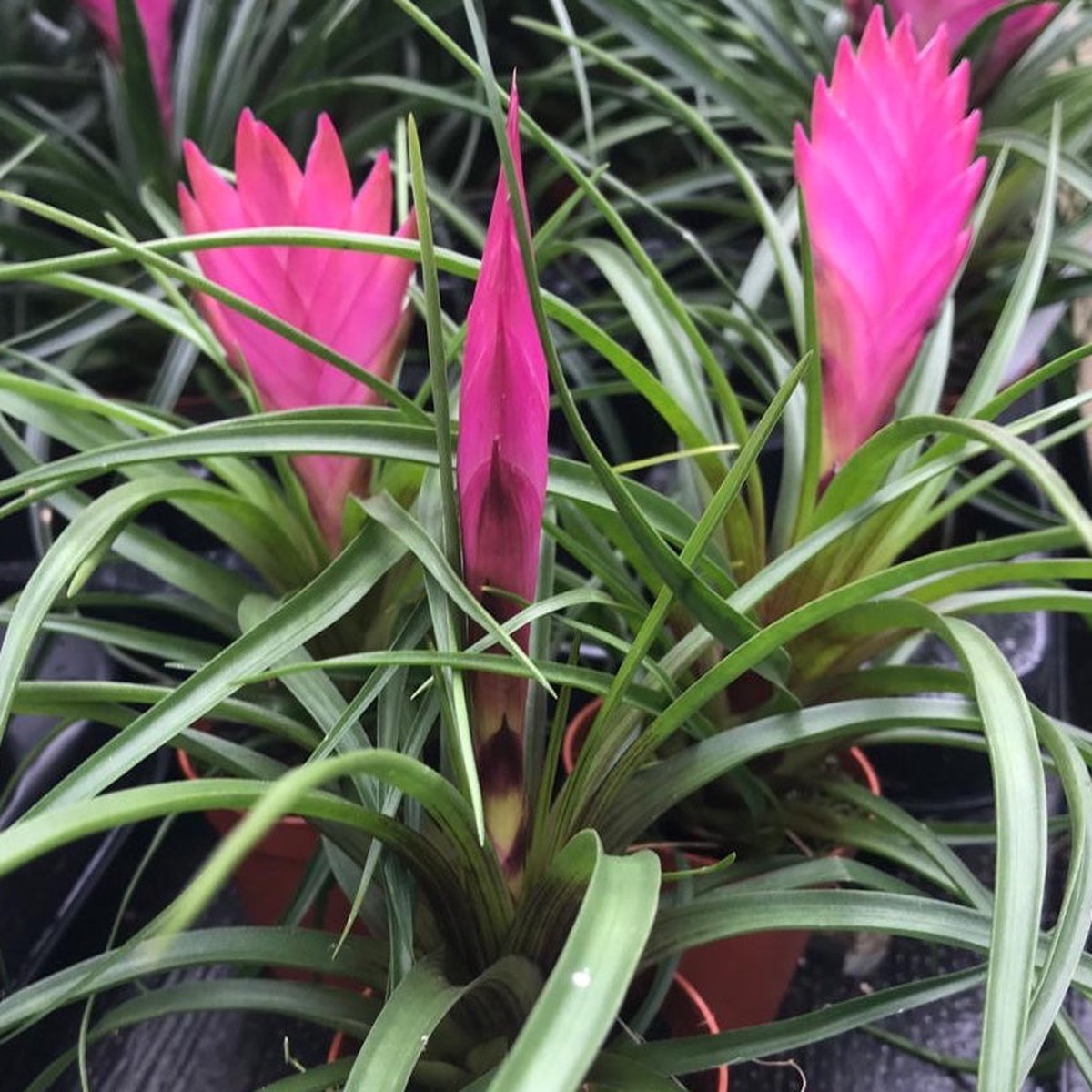 Pink Tillandsia Cyanea Flower seeds for Planting - Vibrant Colors, Heirloom & GMO Free Seeds for Home Garden