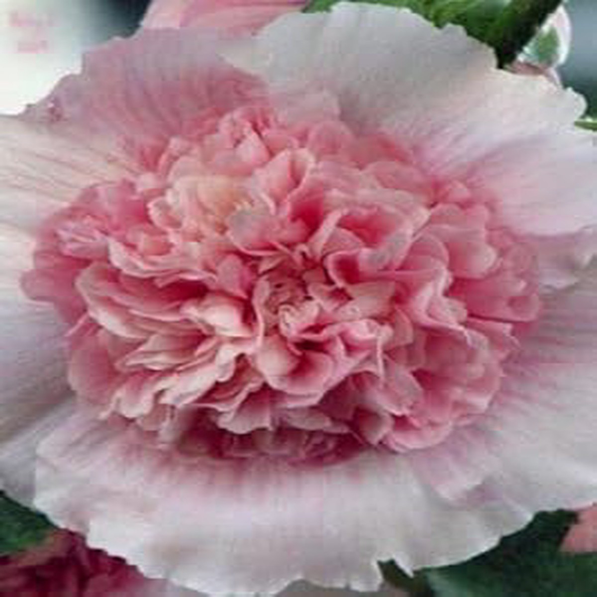 Pink White Hollyhock Flower seeds for Planting - Garden Favorite, Heirloom & GMO Free Seeds for Home Garden