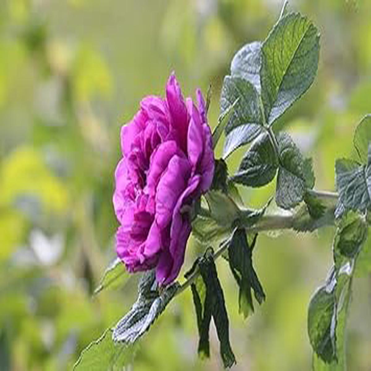 Purple Camellia Flower Seeds for Planting Colorful Display, Heirloom, Non-GMO Seeds for Home Garden
