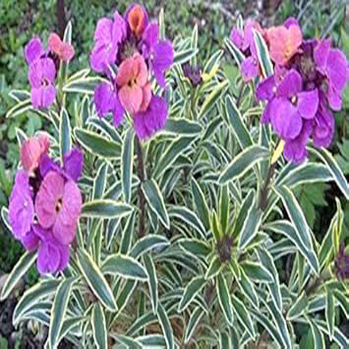 Purple Pink Linifolium Seeds for Planting Organic Heirloom Non-GMO High Germination Organic Garden Seeds