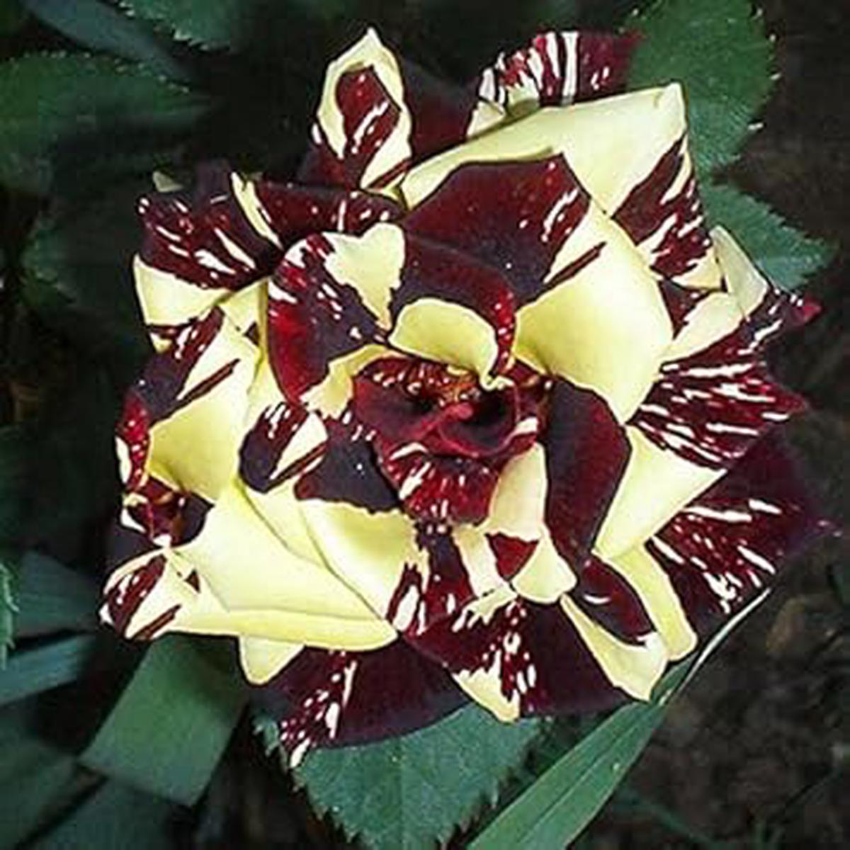 Red Yellow Abracadabra Flower seeds for Planting - Fragrant Blossoms, Heirloom & GMO Free Seeds for Home Garden
