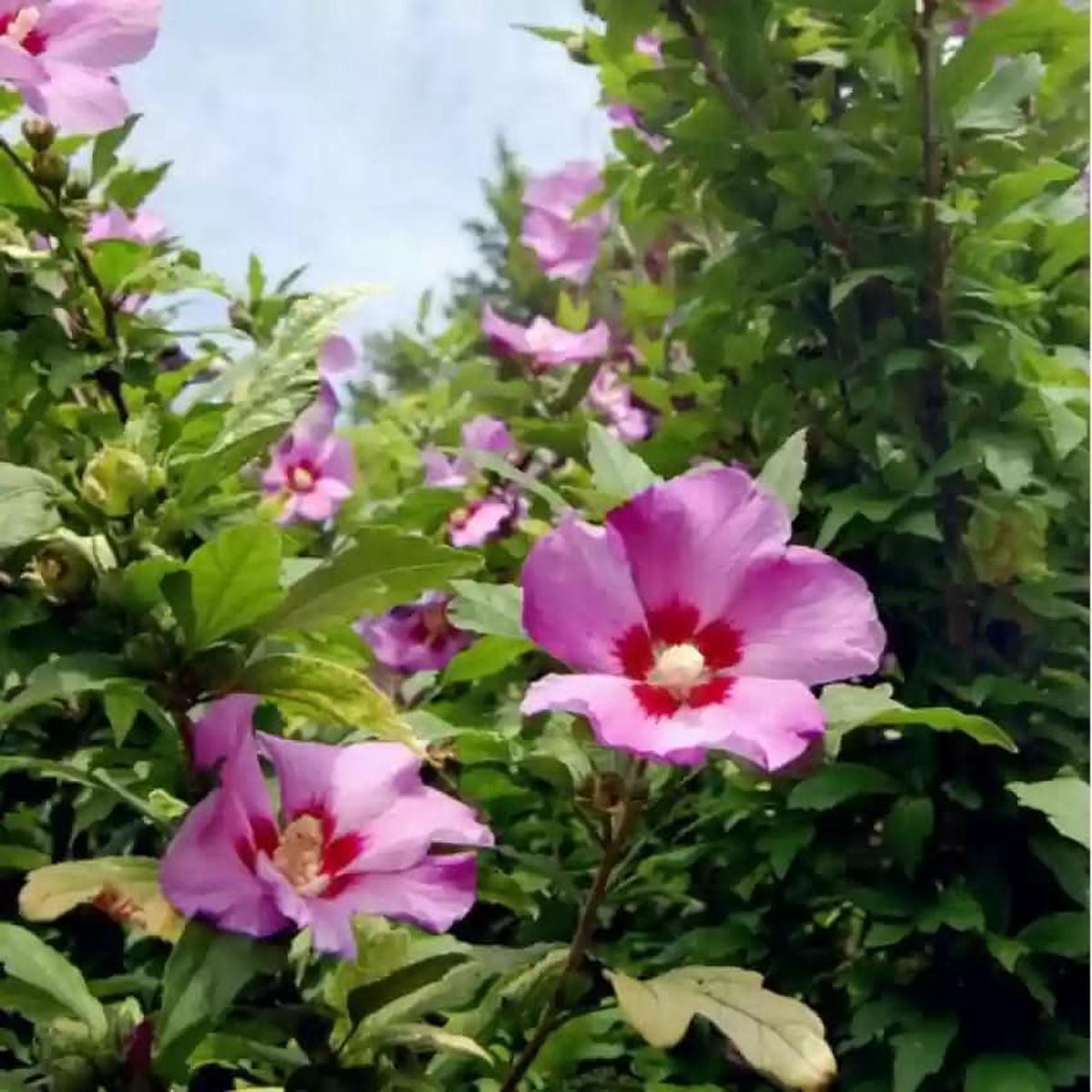 Rose of Sharon Hibiscus Seeds for Planting, Purple Flowering Planting Seeds