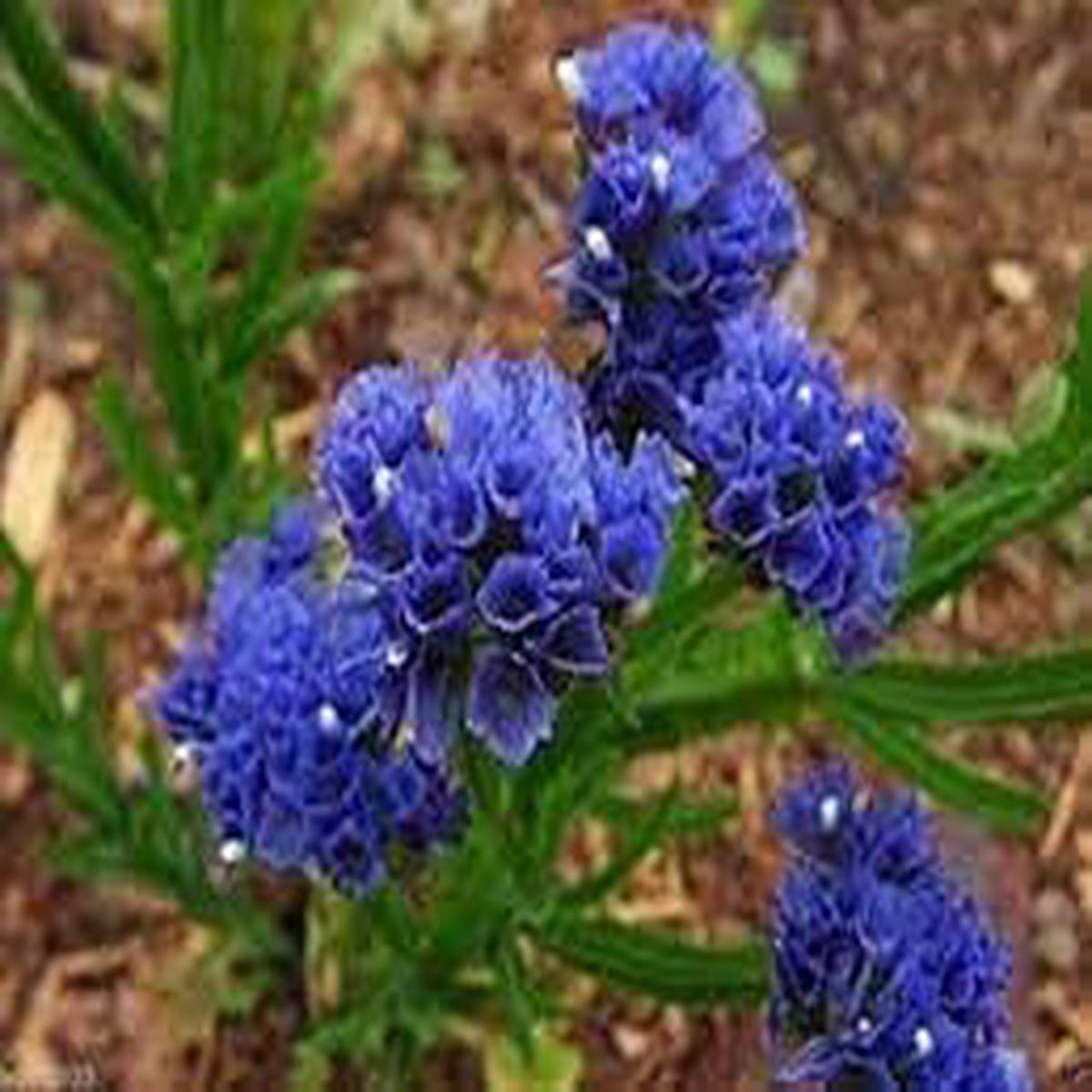 Statice Pale Blue Flower Seeds for Planting Heirloom & Non-GMO Garden Seeds