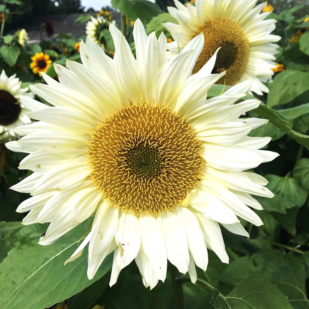 Sunflower Seeds - ProCut White Lite