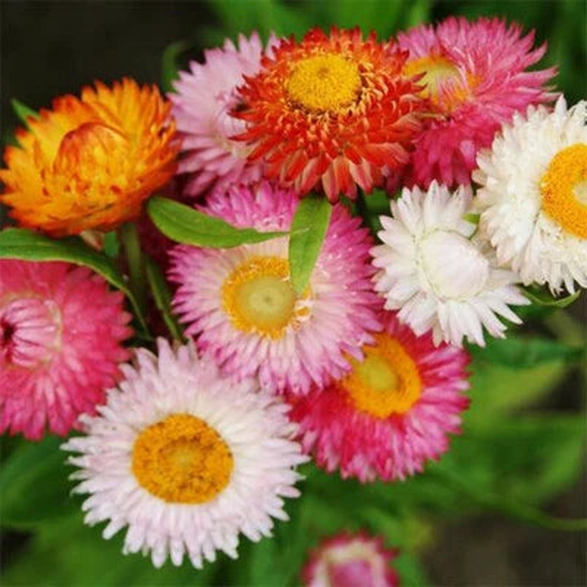 Swiss Giant Mix Strawflower Seeds for Planting Non-GMO Seed Store Heirloom