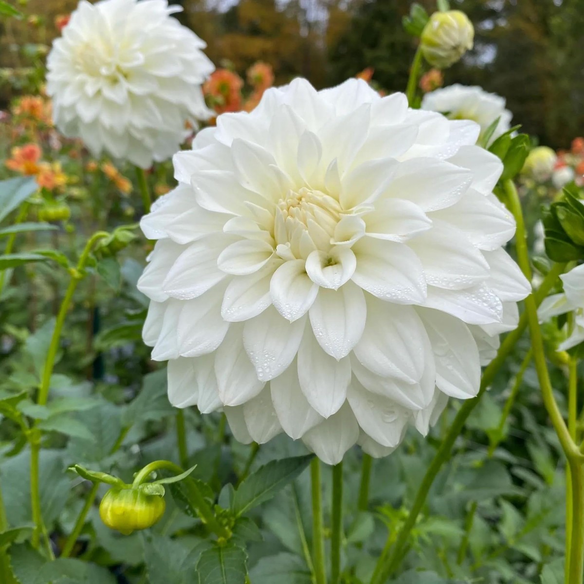 White Dahlia Seeds for Planting  Organic, Heirloom, Non-GMO Flower Seeds