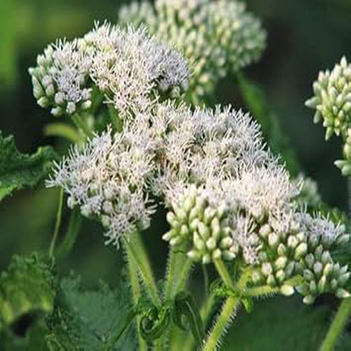 White Eupatorium Perfoliatum Flower seeds for Planting - Compact Growth, Heirloom & GMO Free Seeds for Home Garden