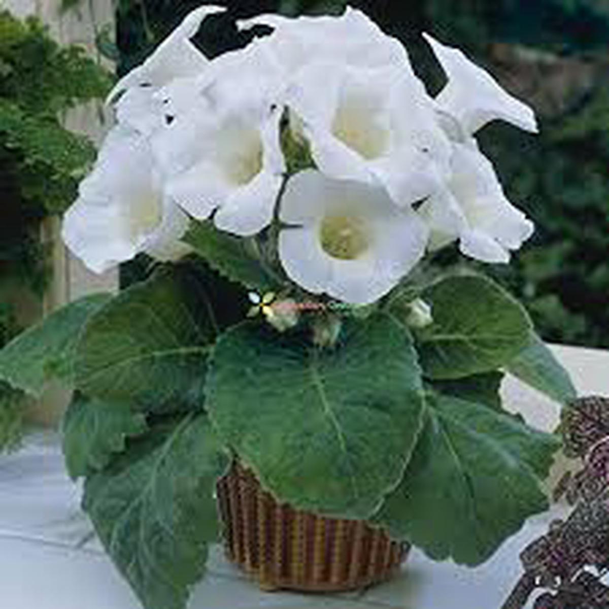 White Gloxinia Seeds Heirloom, Non-GMO, Cottage Garden Essential