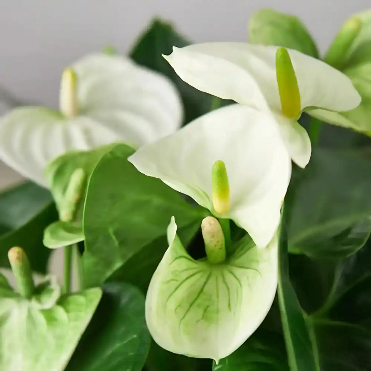 White Green Anthurium Flower Seeds for Planting  Heirloom, Non-GMO, Exotic High Germination Garden Seeds