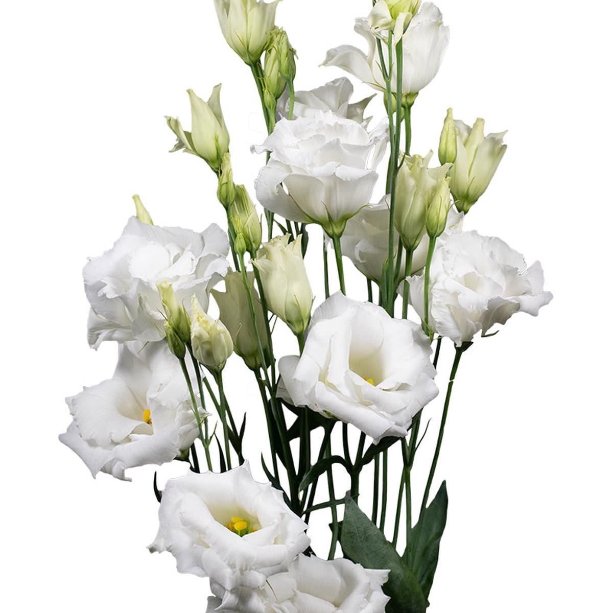 White Lisianthus Echo Flower Seeds for Planting  Heirloom, Non-GMO Seeds for Garden Blooms & Cut Flowers