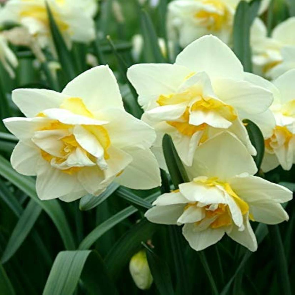 White Mix Double Petal Narcissus Flower Seeds for Planting | Heirloom Non-GMO