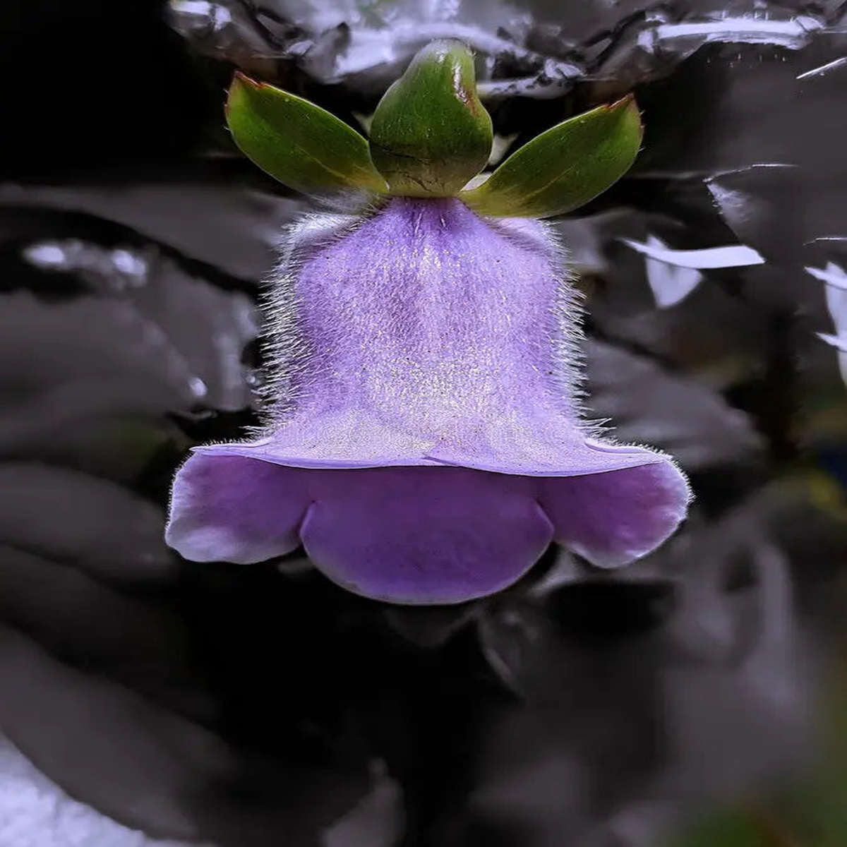 White Purple Bell Orchid Flower seeds for Planting - Drought Tolerant, Heirloom & GMO Free Seeds for Home Garden