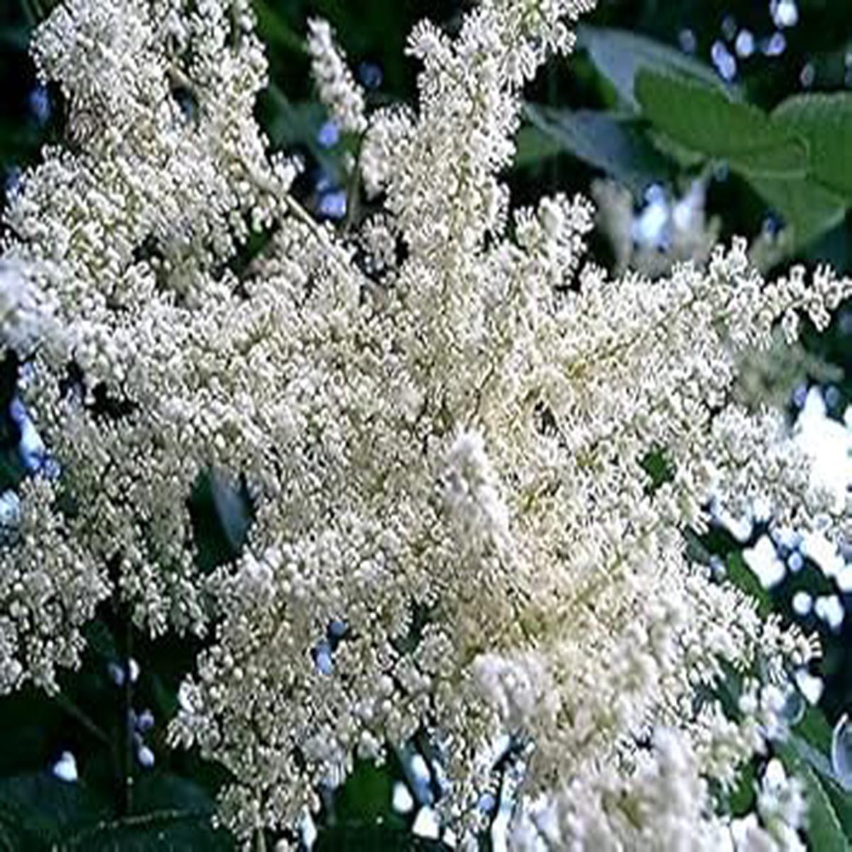 White Sumac Flower Seeds for Planting - 100 pcs