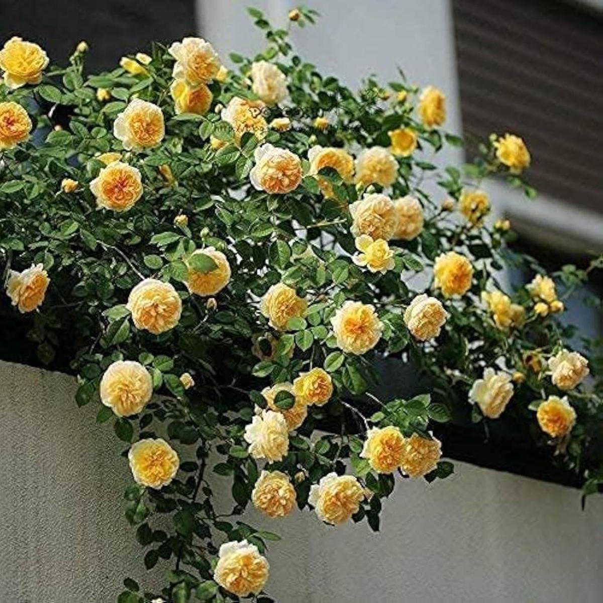 Yellow Climbing Rose Flower Seeds for Planting  Heirloom, Non-GMO, Perfect for Borders Organic Garden Seeds