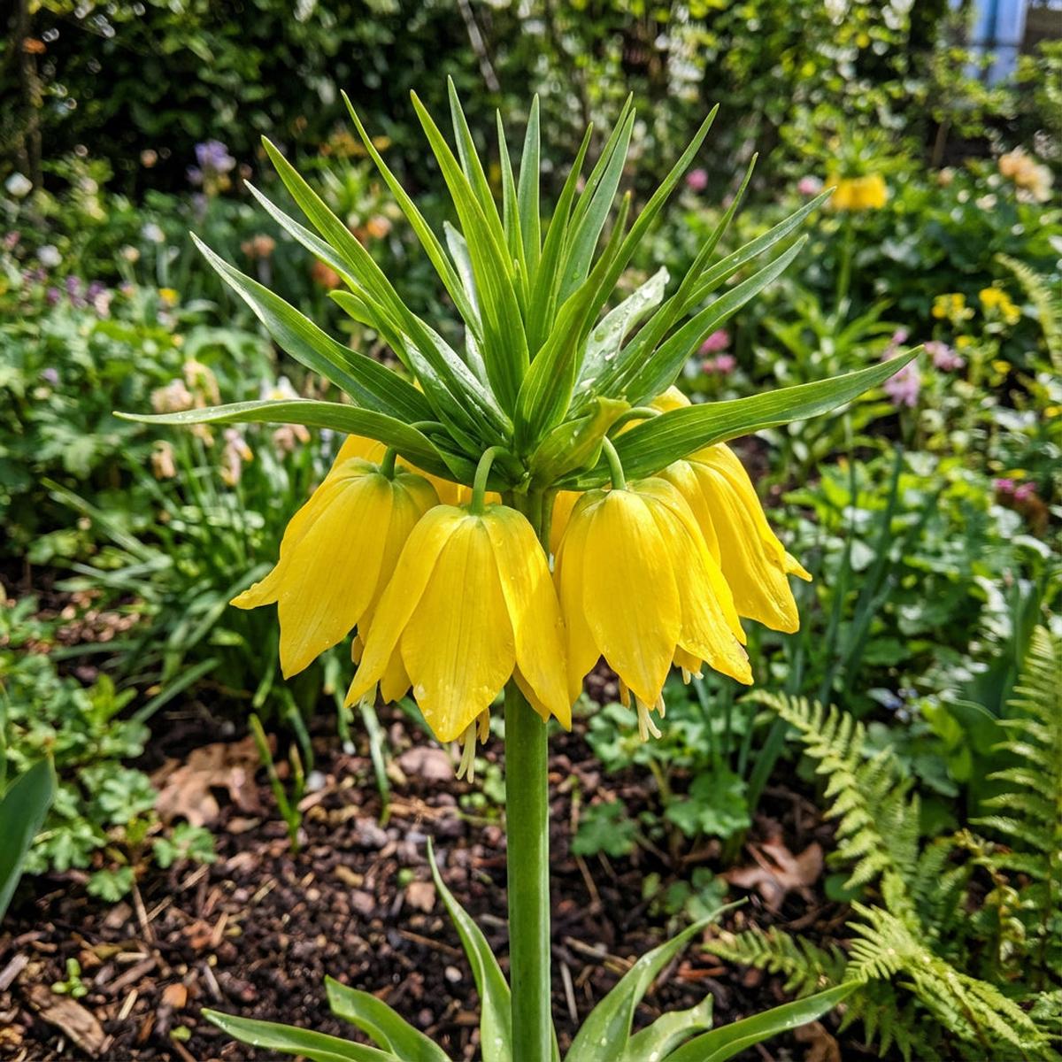 Yellow Imperial Crown Flower Seeds Planting