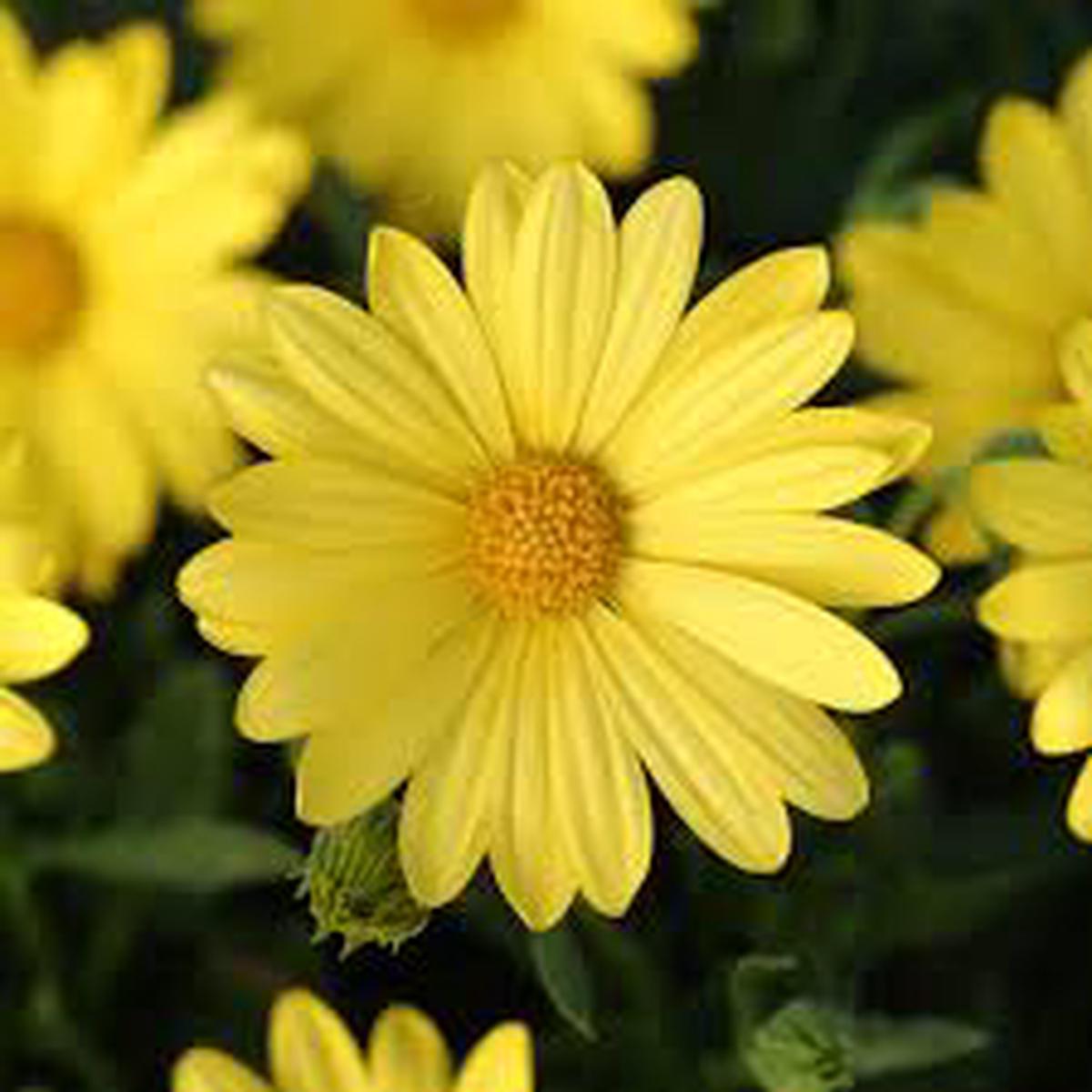 Yellow Osteospermum Flower Seeds for Planting Heirloom, Non-GMO, High Germination Organic Garden Seeds (100pcs)