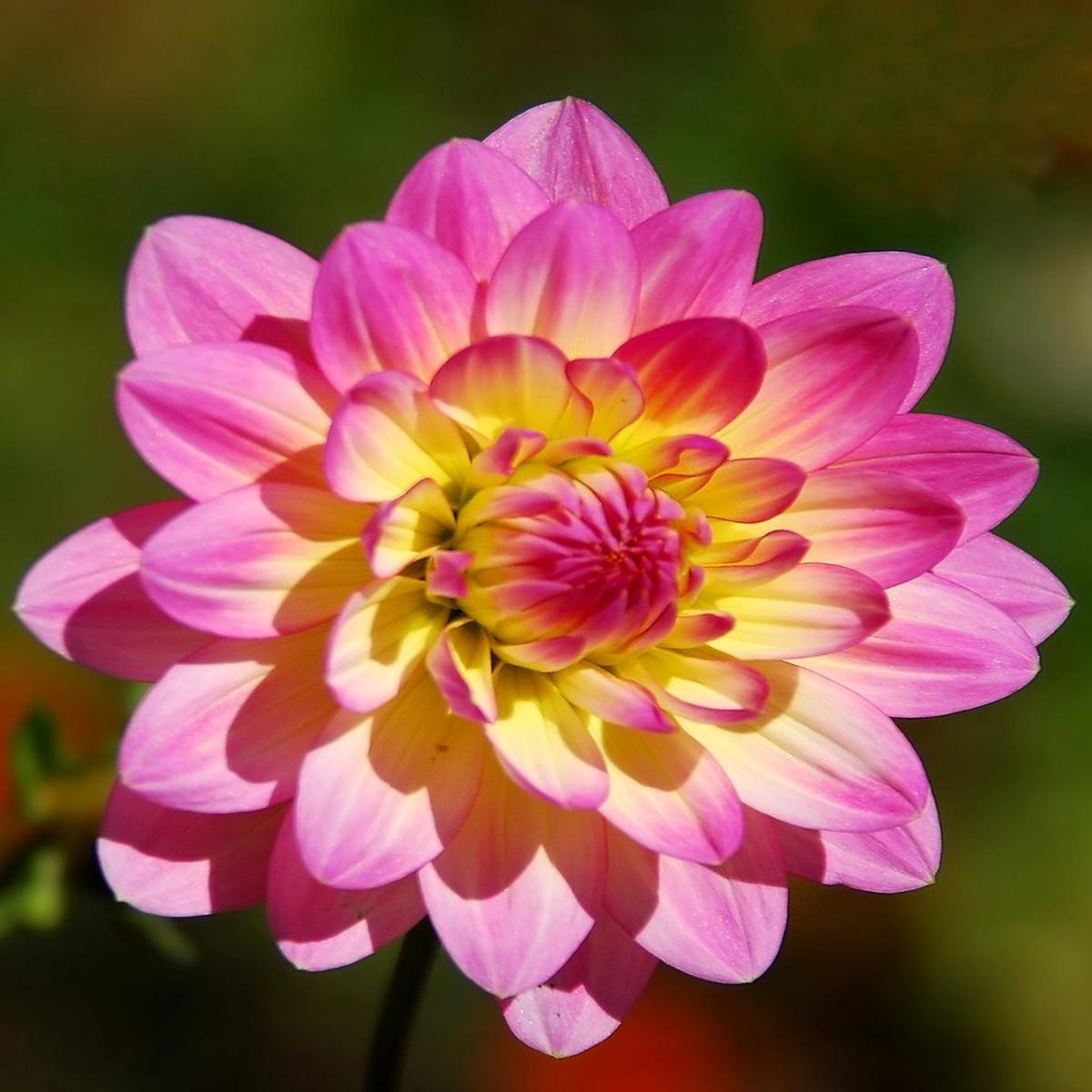 Yellow Pink Dahlia Flower Seeds for Planting Heirloom, Non-GMO, High Germination Organic Garden Seeds