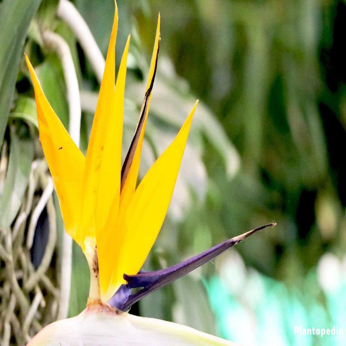 Yellow Strelitzia Flower seeds for Planting - Sun Loving, Heirloom & GMO Free Seeds for Home Garden