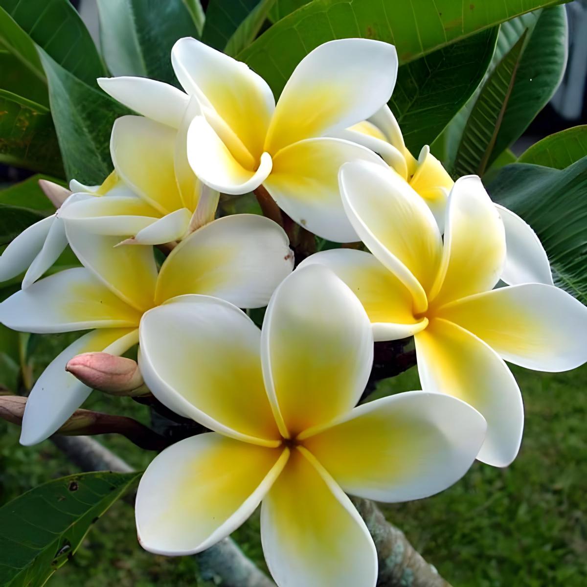 Yellow White Frangipani Flower Seeds Heirloom, Non-GMO Tropical Seeds for Planting